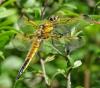 Libellula quadrimaculata